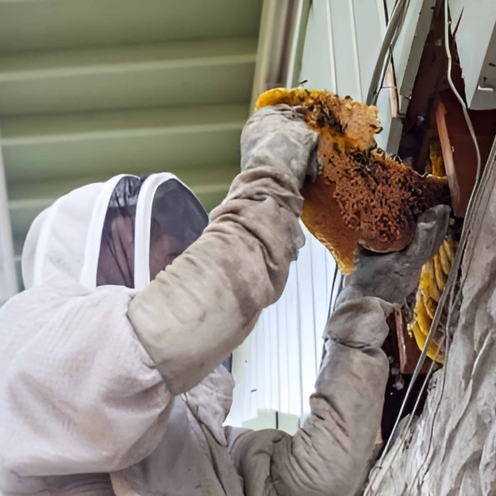 شركة ازالة خلية النحل في دبي