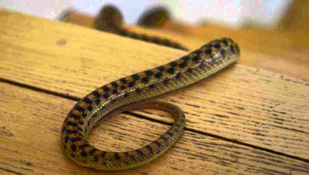 شركة مكافحة الثعابين في دبي