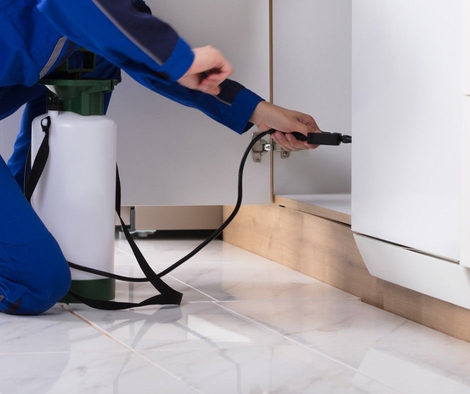 شركة مكافحة الفئران في دبي