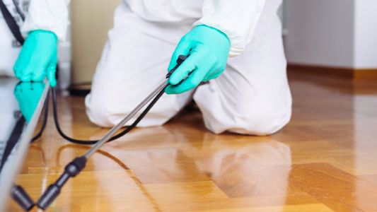 شركة مكافحة القوارض في دبي