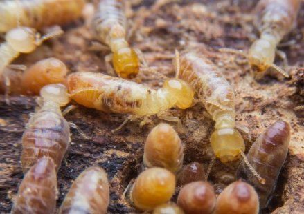 مكافحة الرمة داخل خورفكان