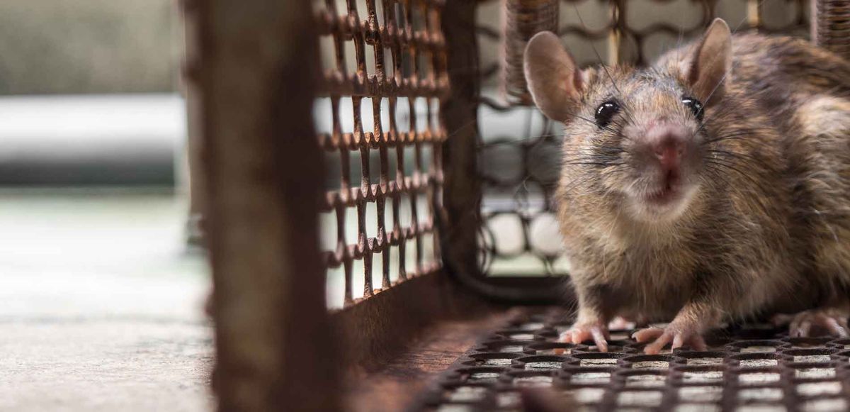 شركة مكافحة الفئران في العين