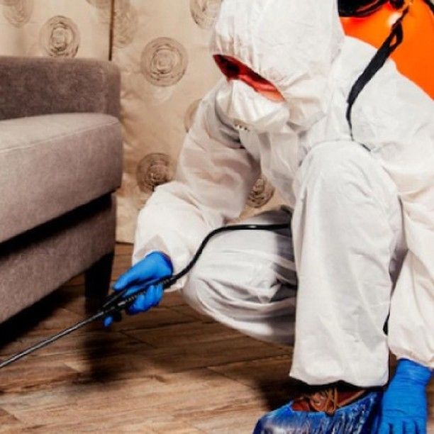 شركة مكافحة الفئران في العين بخطة معالجة احترافية