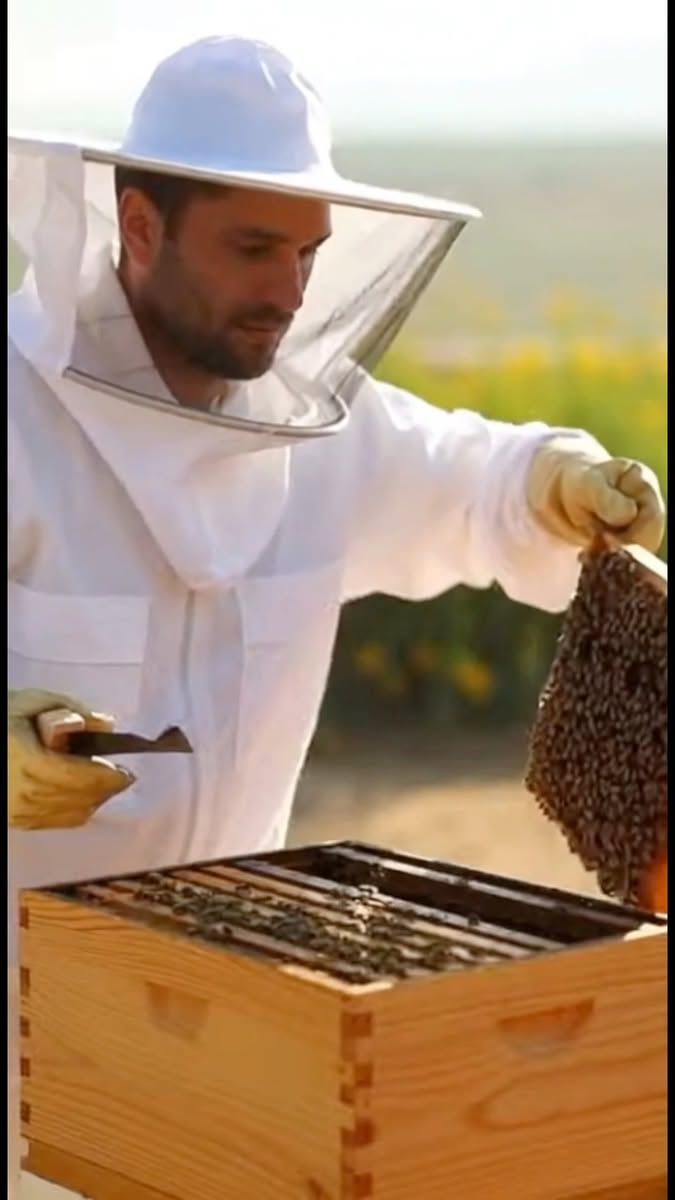 شركة مكافحة النحل والدبابير في ابوظبي