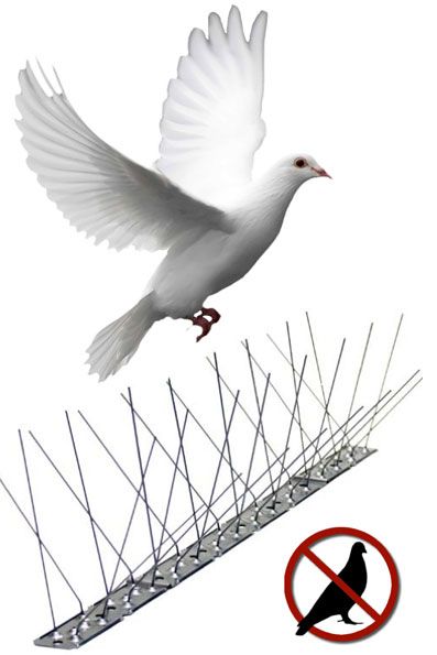 شركة مكافحة الحمام في دبي