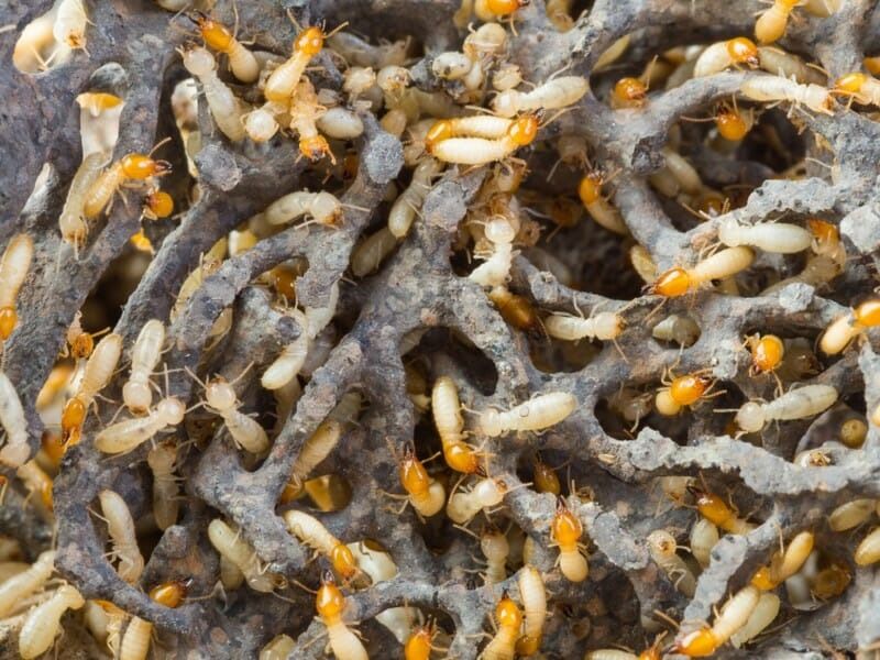 شركة مكافحة النمل الأبيض في أبوظبي بشكل عاجل