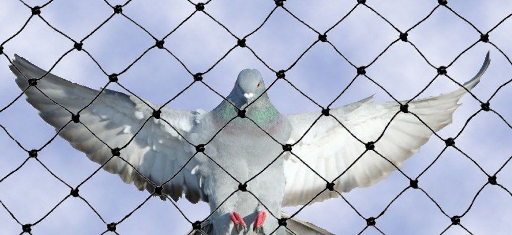 افضل شركة مكافحة الحمام راس الخيمة