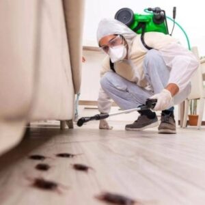 شركة مكافحة الصراصير في الشارقة