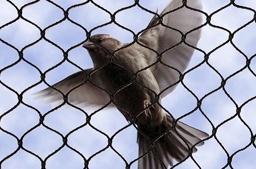 الأسئلة الشائعة عن ارخص شركات مكافحة الحمام بالشارقة
